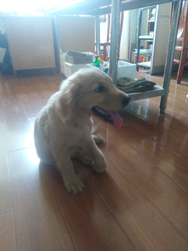 關節肘頭與冠狀骨斜骨折。經兩個小時手術，將斷骨聯結