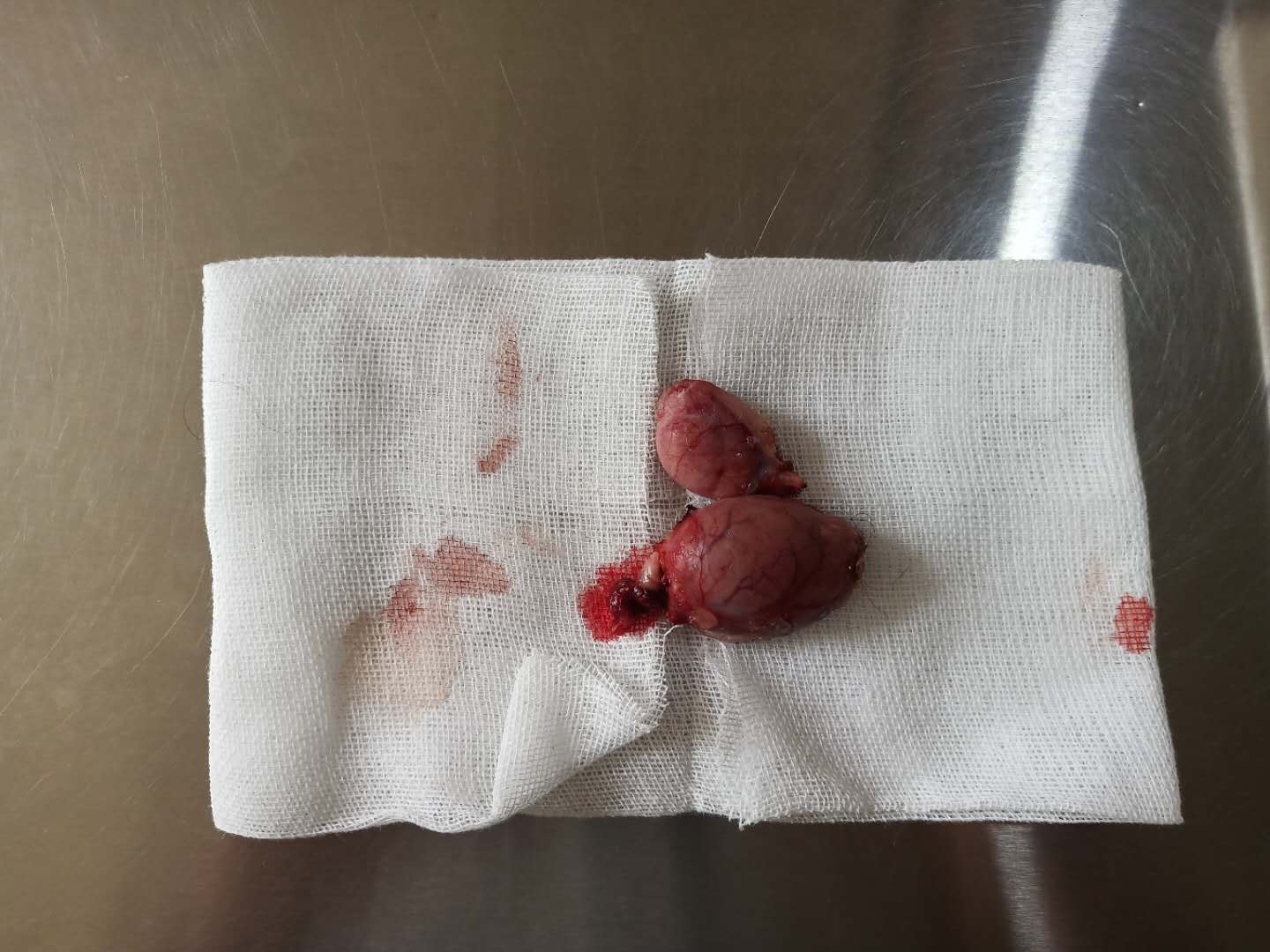 公犬隱睪摘除手術