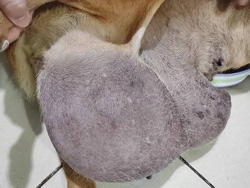 嵩縣田湖狗妹妹，母，右側腫瘤切除手術成功