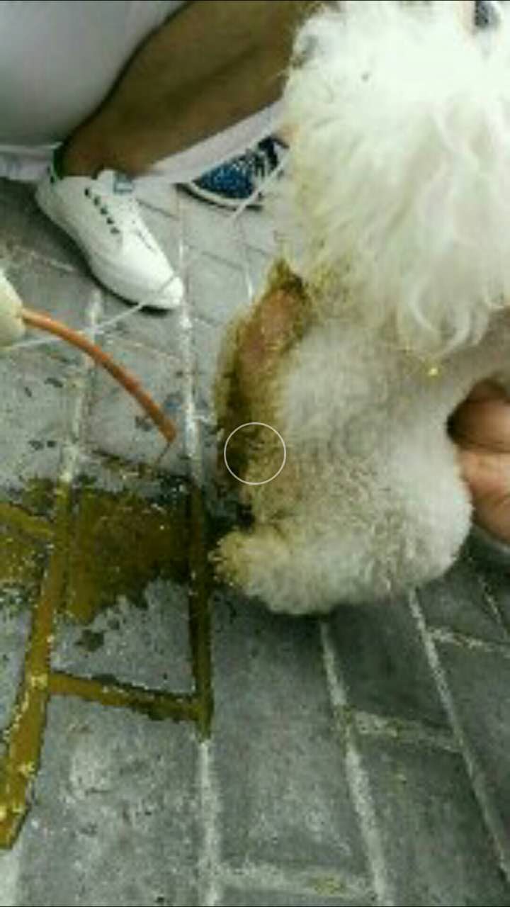 骨性腸梗阻治療