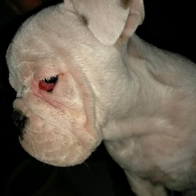 1561773018729856.jpg 手術(shù)前.jpg