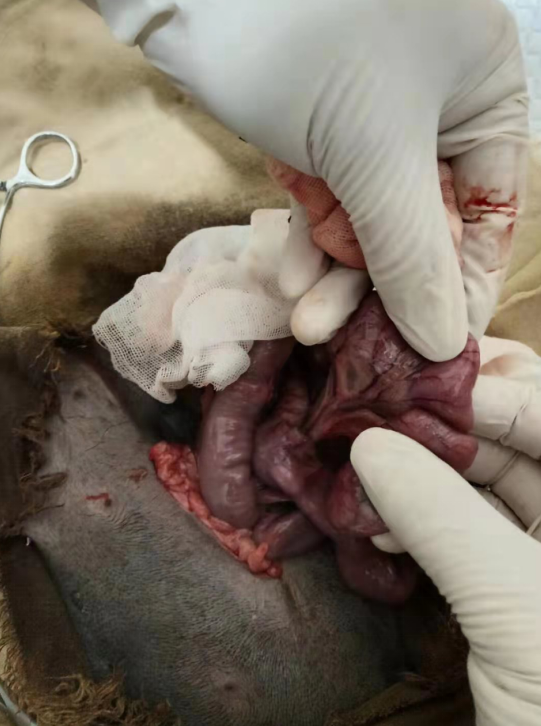 1574151932852507.png blob.png