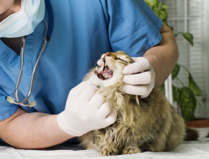 一例因主人粗心導致的尾巴根部嚴重撕裂病例